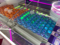 Load image into Gallery viewer, Oriental Pearl
